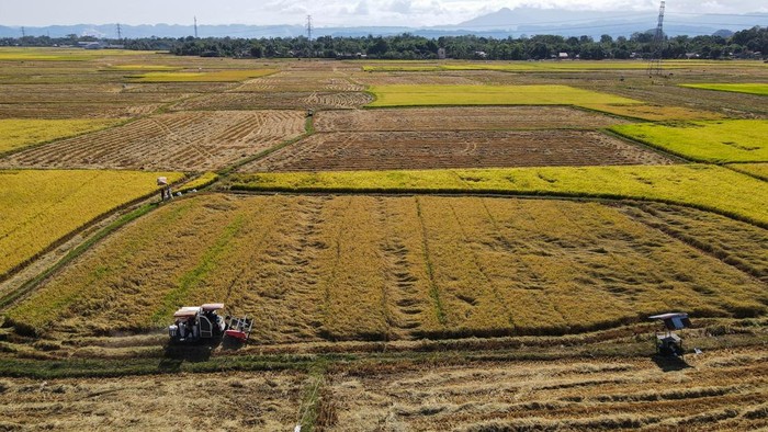 Pengojek pertanian mengangkut karung berisi gabah di Simbang, Kabupaten Maros, Sulawesi Selatan, Rabu (15/7/2026). Petani setempat memanfaatkan jasa ojek pertanian untuk mengangkut hasil panen gabah pada musim kemarau dengan tarif Rp5.000 hingga Rp25.000 per sekali jalan, sedangkan pada musim hujan mereka beralih menggunakan jasa angkut kuda karena keterbatasan akses. ANTARA FOTO/Arnas Padda/tom.