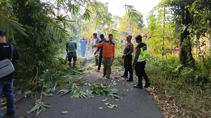 Pohon tumbang menimpa pengendara motor di Jalan Agrowisata, Padukuhan Rejodadi, Kalurahan Bangunkerto, Kapanewon Turi, Sleman, Rabu (15/7/2026).