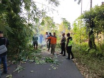 Duh! Pemotor Tertimpa Pohon Tumbang di Turi Sleman