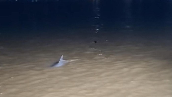Tangkapan layar lumba-lumba hidung botol Indo-Pasifik yang terlihat di Sungai Mahakam.