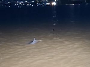 Lumba-Lumba Laut Masuk ke Sungai Mahakam, Bisa Bertahan Berapa Lama?