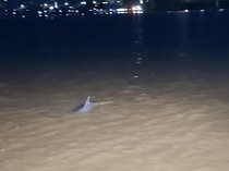 Lumba-lumba Laut Masuk Sungai Mahakam, RASI Minta Warga Ikut Pantau