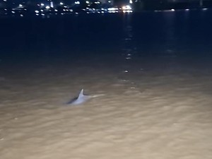 Lumba-Lumba Laut Masuk ke Sungai Mahakam, Bisa Bertahan Berapa Lama?