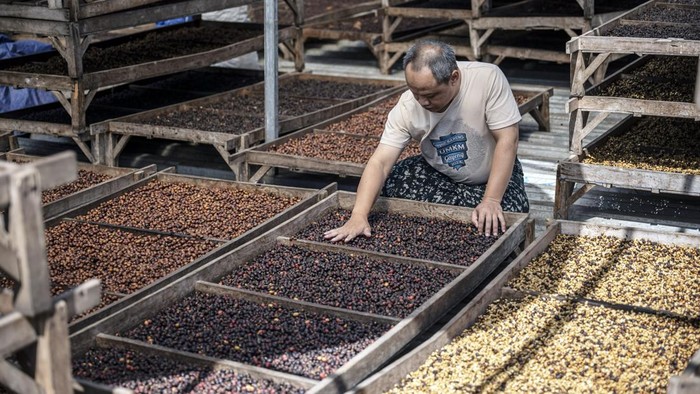 Pekerja mencium aroma biji kopi arabika hasil proses washed yang sedang dijemur di gudang CV Kwadungan Java Coffee, kawasan Lereng Gunung Sindoro, Kledung, Temanggung, Jawa Tengah, Rabu (15/7/2026). Menteri Pertanian Andi Amran Sulaiman membidik nilai ekspor kopi Indonesia mencapai Rp100 triliun per tahun melalui peningkatan produksi, penguatan hilirisasi, perluasan pasar ekspor, serta kolaborasi seluruh pemangku kepentingan dalam memperkuat daya saing kopi nasional di pasar global. ANTARA FOTO/Aprillio Akbar/hma