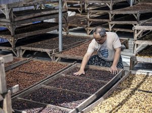 Target Ekspor Kopi Rp100 Triliun Terus Dikejar