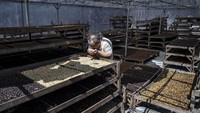 Proses tersebut merupakan bagian dari pengolahan pascapanen untuk menjaga kualitas kopi sebelum dipasarkan. 
