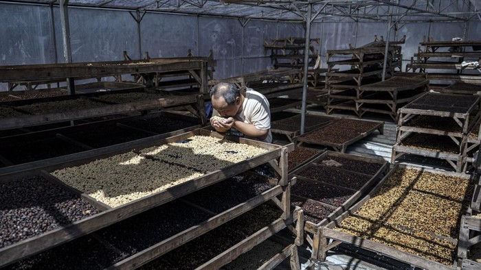 Pekerja mencium aroma biji kopi arabika hasil proses washed yang sedang dijemur di gudang CV Kwadungan Java Coffee, kawasan Lereng Gunung Sindoro, Kledung, Temanggung, Jawa Tengah, Rabu (15/7/2026). Menteri Pertanian Andi Amran Sulaiman membidik nilai ekspor kopi Indonesia mencapai Rp100 triliun per tahun melalui peningkatan produksi, penguatan hilirisasi, perluasan pasar ekspor, serta kolaborasi seluruh pemangku kepentingan dalam memperkuat daya saing kopi nasional di pasar global. ANTARA FOTO/Aprillio Akbar/hma