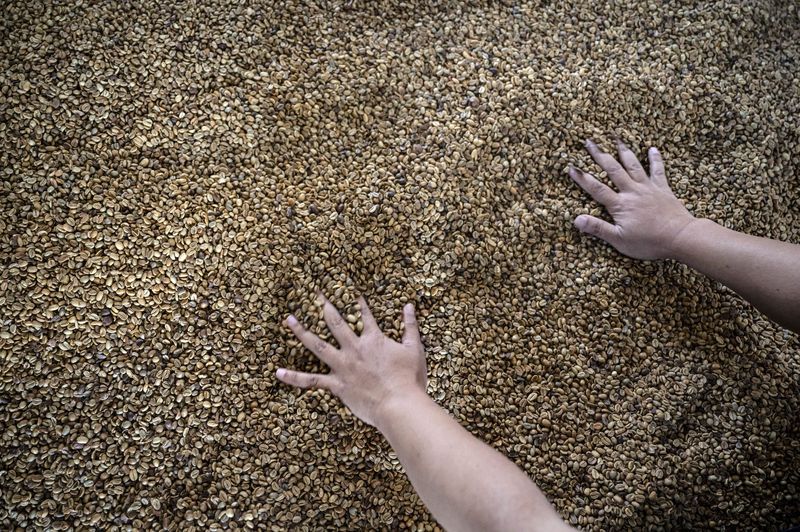 Pekerja mencium aroma biji kopi arabika hasil proses washed yang sedang dijemur di gudang CV Kwadungan Java Coffee, kawasan Lereng Gunung Sindoro, Kledung, Temanggung, Jawa Tengah, Rabu (15/7/2026). Menteri Pertanian Andi Amran Sulaiman membidik nilai ekspor kopi Indonesia mencapai Rp100 triliun per tahun melalui peningkatan produksi, penguatan hilirisasi, perluasan pasar ekspor, serta kolaborasi seluruh pemangku kepentingan dalam memperkuat daya saing kopi nasional di pasar global. ANTARA FOTO/Aprillio Akbar/hma