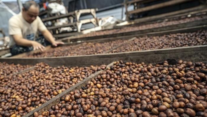 Pekerja mencium aroma biji kopi arabika hasil proses washed yang sedang dijemur di gudang CV Kwadungan Java Coffee, kawasan Lereng Gunung Sindoro, Kledung, Temanggung, Jawa Tengah, Rabu (15/7/2026). Menteri Pertanian Andi Amran Sulaiman membidik nila
