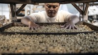 Kolaborasi seluruh pemangku kepentingan juga diharapkan mampu memperkuat daya saing kopi nasional di pasar global. 