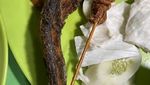 10 Pecel Lele Enak di Jakarta, Lauknya Melimpah Mulai Rp 15 Ribuan!