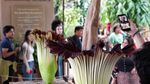 Bunga Bangkai Langka Asal Indonesia Mekar Bersamaan di California
