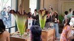 Bunga Bangkai Langka Asal Indonesia Mekar Bersamaan di California
