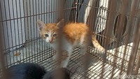 Kepala UPT Puskeswan Kabupaten Blitar, drh Ria Purwitosari menyebut ada sekitar 50 ekor kucing yang terdata dalam layanan kesehatan hewan gratis.