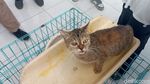 Kucing Liar hingga Peliharaan Dapat Suntik Vitamin Gratis di Blitar