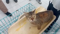 Dinas Peternakan dan Perikanan (Disnakkan) Kabupaten Blitar menggelar pemeriksaan hewan secara gratis di Pasar Banggle, Kecamatan Kanigoro Kabupaten Blitar.