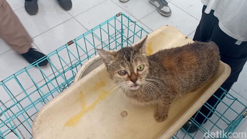 Dinas Peternakan dan Perikanan (Disnakkan) Kabupaten Blitar menggelar pemeriksaan hewan secara gratis