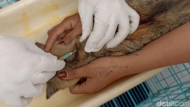 Kucing Liar hingga Peliharaan Dapat Suntik Vitamin Gratis di Blitar