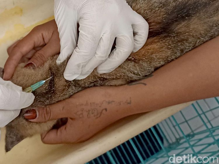 Kucing Liar hingga Peliharaan Dapat Suntik Vitamin Gratis di Blitar