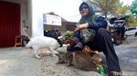 Kucing Liar hingga Peliharaan Dapat Suntik Vitamin Gratis di Blitar