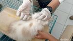 Kucing Liar hingga Peliharaan Dapat Suntik Vitamin Gratis di Blitar
