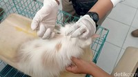 Salah seorang pecinta dan rescue kucing liar, Salamah mengaku prihatin dengan kondisi kucing liar yang berada di Pasar Banggle. Sejumlah kucing yang biasanya diberi makan itu turut didaftarkan untuk mendapat pemeriksaan kesehatan gratis.