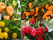 Pakar IPB Hasilkan Cabai Habanero Lokal, Kepedasan Ekstrem sampai 1,3 Juta SHU