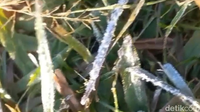 Fenomena embun upas di kawasan Ijen Bondowoso