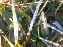 Brrr! Embun Upas Selimuti Kawasan Ijen, Suhu Capai 0 Derajat