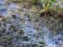 Embun Upas di Ijen Bondowoso Bikin Tanaman Sayur Busuk dan Mati