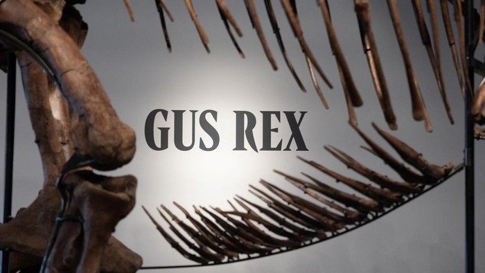 Gus the Tyrannosaurus Rex skeleton at Sotheby's auction house in New York City, U.S. July 1, 2026. REUTERS/Jordan Tovin