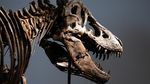 Fosil T. rex Gus Pecahkan Rekor Lelang, Laku Rp 900 Miliar Lebih