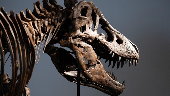Gus the Tyrannosaurus Rex skeleton at Sotheby's auction house in New York City, U.S. July 1, 2026. REUTERS/Jordan Tovin