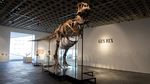 Fosil T. rex Gus Pecahkan Rekor Lelang, Laku Rp 900 Miliar Lebih