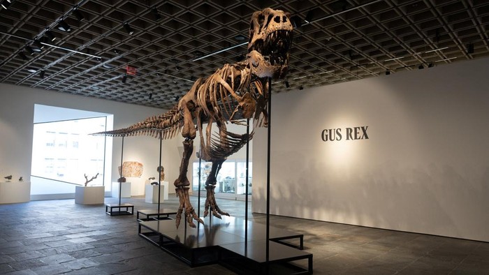 Gus the Tyrannosaurus Rex skeleton at Sotheby's auction house in New York City, U.S. July 1, 2026. REUTERS/Jordan Tovin