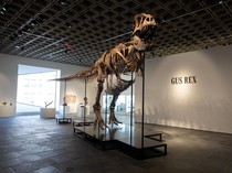 Fosil T. rex Gus Pecahkan Rekor Lelang, Laku Rp 900 Miliar Lebih