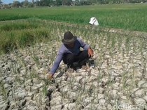 Purwasuka Sepekan: Keji Ibu Muda Kubur Bayi Setengah Badan