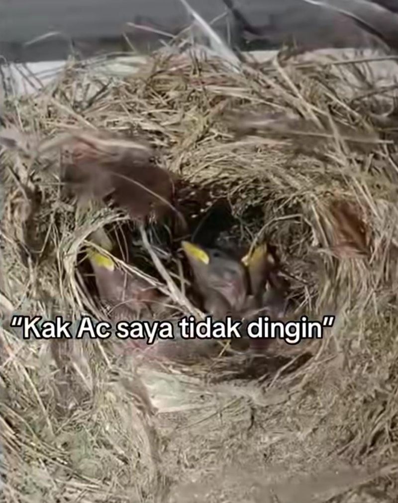 Penampakan AC yang di dalamnya ada sarang burung Penampakan AC yang di dalamnya ada sarang burung