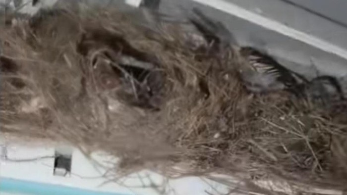 Penampakan AC yang di dalamnya ada sarang burung