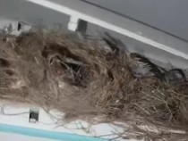 Viral AC Dikira Rusak, Ternyata Ada Sarang Burung Lengkap dengan Anaknya!