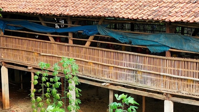 Peternakan Ayam di Ciputat, Tangerang Selatan.