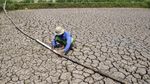 Sawah di Tasikmalaya Mengering Imbas Kemarau