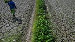 Sawah di Tasikmalaya Mengering Imbas Kemarau