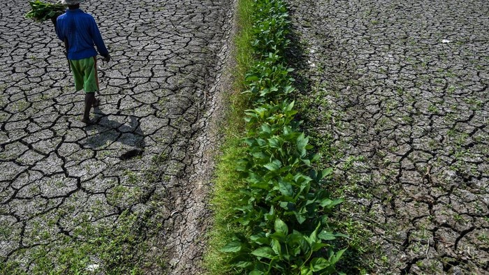 Petani memperlihatkan kondisi sawah irigasi anak Sungai Cimulu yang mengering di Kampung Ciwasmandi, Kelurahan Sukajaya, Kecamatan Purbaratu, Kota Tasikmalaya, Jawa Barat, Kamis (16/7/2026). BMKG Jawa Barat memprediksi sebagian besar wilayah di Jabar mengalami musim kemarau lebih kering dibandingkan kondisi klimatologis normal pada 2026, dengan puncak kemarau diperkirakan terjadi pada Agustus dan mencakup sekitar 90 persen wilayah. ANTARA FOTO/Adeng Bustomi/nz