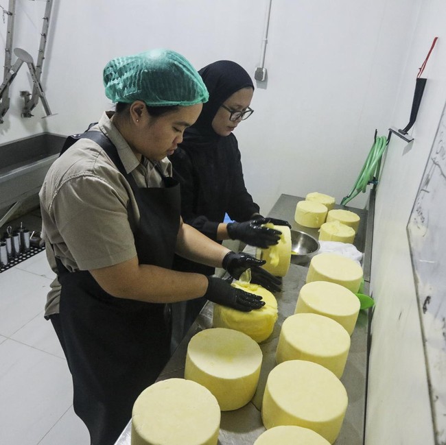 Susu Segar Peternak Lokal Disulap Jadi Keju Artisan di Sleman