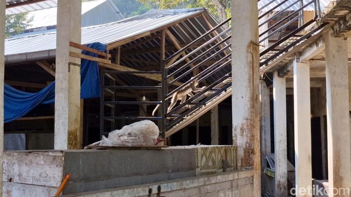 Ratusan Monyet Turun Gunung Cari Makan di Permukiman Warga Telaga Ngebel