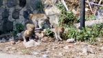 Ratusan Monyet Turun Gunung, Serbu Pasar dan Permukiman Warga Telaga Ngebel