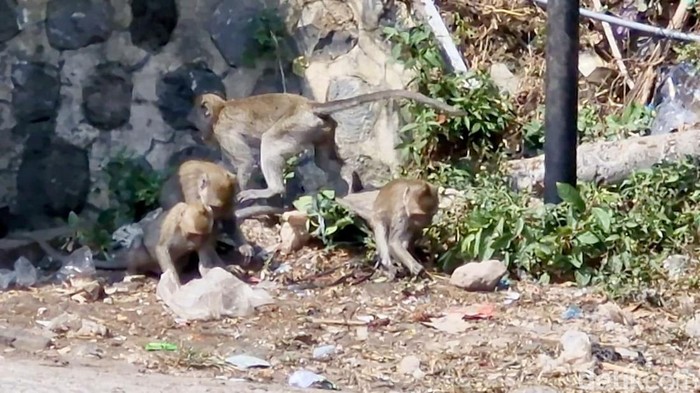 Ratusan Monyet Turun Gunung Cari Makan di Permukiman Warga Telaga Ngebel