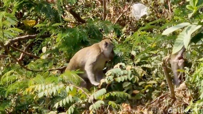Ratusan Monyet Turun Gunung Cari Makan di Permukiman Warga Telaga Ngebel