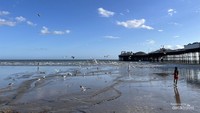 Bertemu Pencuri 'Bersayap' di Pantai Brighton